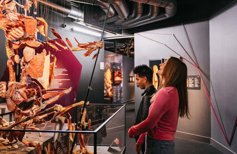 Berlin: Tickets for the BODY WORLDS Museum in Berlin - Guidance, language, and the audio/phone question
