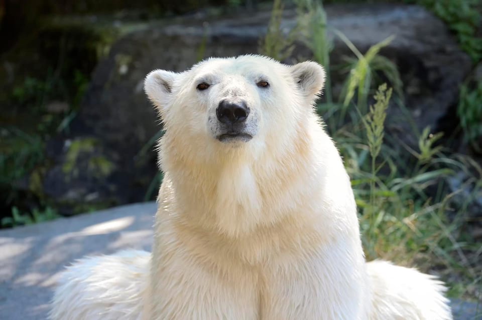 Berlin: Tickets for the Tierpark in East Berlin - Navigating 160 Hectares: Use the Free Electric Train Smartly